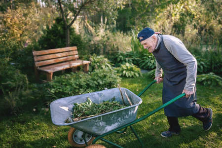 old man is working in the garden. A cheerful old gardener is driving a wheelbarrow with garbageの写真素材