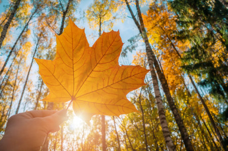 beautiful autumn leaf in your hand against the background of sunny nature with a bright sun glareの写真素材