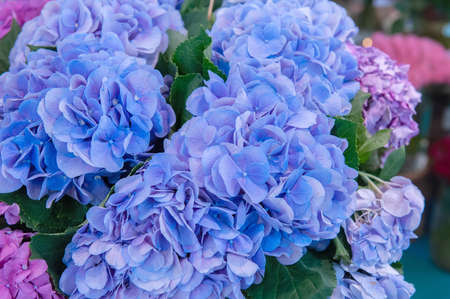 Blue and pink hydrangeas close-up. Bright hydrangea flowers natural background.