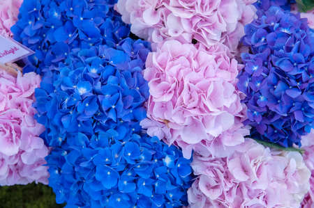 Blue and pink hydrangeas close-up. Bright hydrangea flowers natural background.