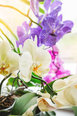 Orchids-moths with flower spikes in buds, ready for flowering, take care of flowering houseplants. Enjoying the flowering of tropical plants. soft focusの写真素材