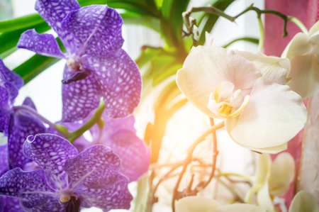 Orchids-moths with flower spikes in buds, ready for flowering, take care of flowering houseplants....