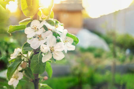 branch blossom apple tree and blue sky with sun. Springtime apple tree blossom background with sun. Beautiful nature scene with blooming apple tree and sun flare. Sunny spring wallpaperの写真素材