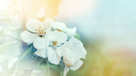 branch blossom apple tree and blue sky with sun. Springtime apple tree blossom background with sun....