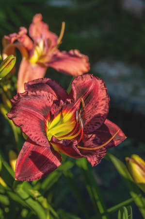 Daylily 'Night Embers' with burgundy red double flowers. Crimson Day Lily.の写真素材