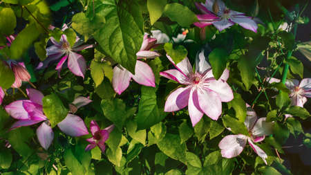 Pink clematis flowers close up - big plant growing on cast iron fence.の写真素材