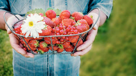 basket full of freshly picked red ripe strawberries in the hands of a man. copyspace.の写真素材