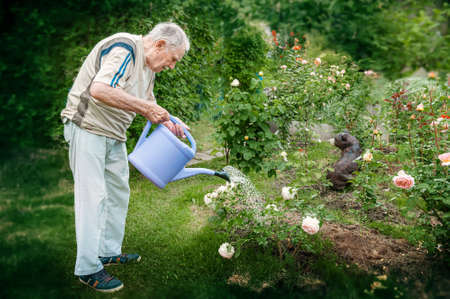 old man is watering flowers in the garden from a watering can. Growing and caring for plants in the garden. copyspace.の写真素材