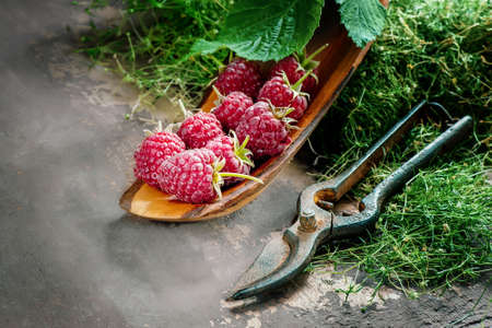 Ripe raspberries are collected in the garden. Raspberries in a wooden cup with an old pruner....