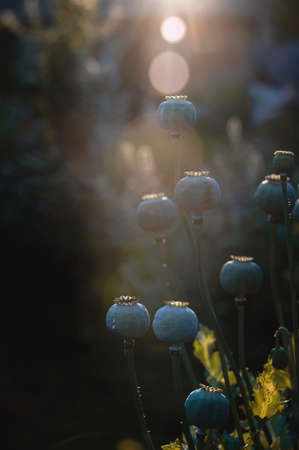 Opium poppy heads, close-up. Papaver somniferum, commonly known as opium poppy or bread poppy, is a species of flowering plants in the Papaveraceae family. setting sunの写真素材
