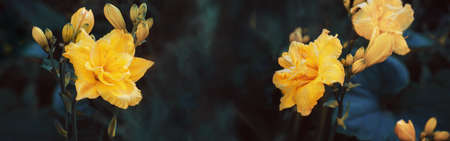 yellow flowers of a large double daylily close-up in the garden. natural background of flowers. Bannerの写真素材