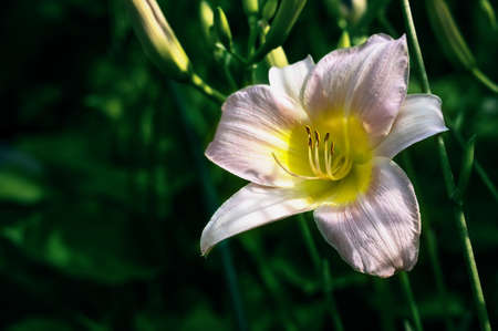 Close-up of pearl flowers of large-sized Arctic Snow daylily in the garden. Natural natural background of flowers.の写真素材
