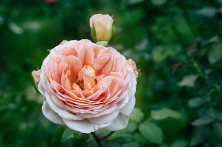 Photo of a blooming peony-shaped pink rose by Jane Austen on a sunny summer day. Garden rose with delicate pink petals close-up photo in summer. Copy spaceの写真素材