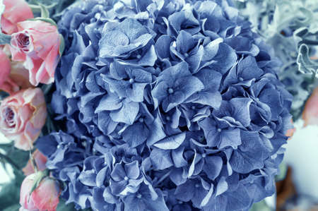 Close-up of a blue hydrangea. Floral background for greeting cards. Soft focus. dofの写真素材