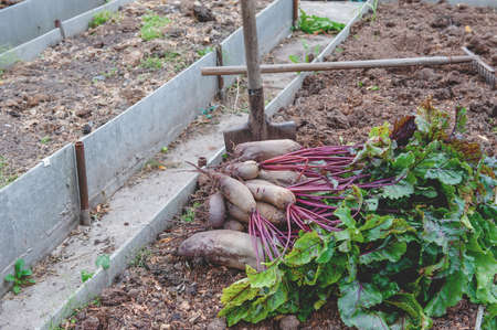 harvest of large beets lies in the garden. The concept of eco-friendly vegetables in the city...