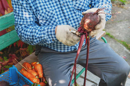 farmer is pruning beet roots. Harvesting and processing of crops in the city garden. Growing eco-friendly vegetables with your own hands. farmer holds deformed carrot roots in his hands. selective focus.の写真素材
