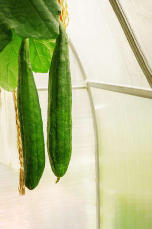Luffa cylindrica, the sponge gourd, Egyptian cucumber or Vietnamese luffa, is an annual species of vine cultivated for its fruit, native to South and Southeast Asiaの写真素材
