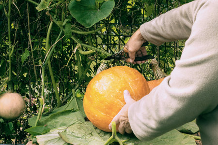 A mans hands are cutting a pumpkin in the garden. A farmer harvests pumpkins. An orange large pumpkin in the hands of a manの写真素材