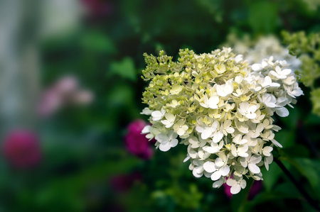 Pink-white inflorescences of paniculata hydrangea Hydrangea paniculata of the Vanille Fraise variety...