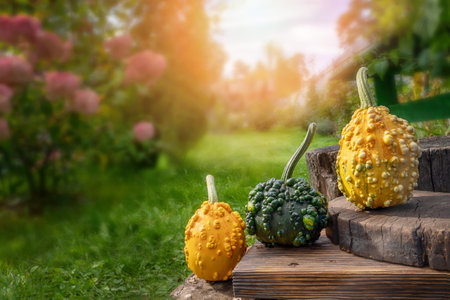 decorative pumpkins of different varieties are collected against a background of green juicy grass. Pumpkins are ready for Halloween. copy spaceの写真素材