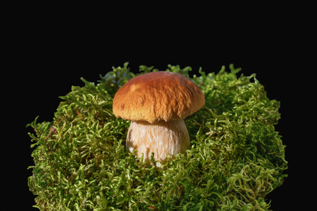 mushroom boletus in the moss. A small brown mushroom in the moss is isolated on a black background. Wet from morning dew or rain. Amazing natural scene.の写真素材