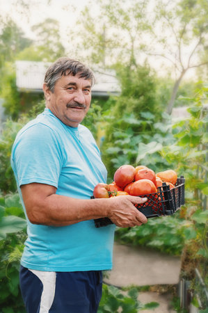 happy organic farmer harvests tomatoes in the garden. Farmer's hands with freshly picked tomatoes. Freshly picked tomatoes in hands holding organic green natural healthy food.の写真素材