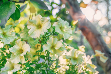 Petunia atkinsiana hybrida grandiflora bright pink purple flowers in bloom, balcony flowering plant, green leaves. copyspace.の写真素材
