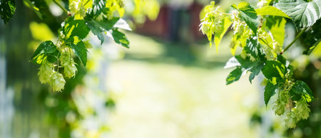 hop flowers background. image of branches hop on a green background closeup.の写真素材