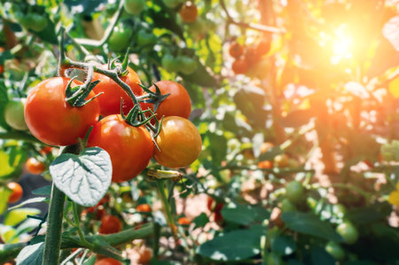 red and green tomatoes on the branches. Close up view of green and red cherry tomatoes in glass house on blurred background.の写真素材