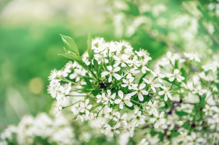 blooming garden. Branches of cherry blossoms in the spring garden. Background, the concept of spring and freshnessの写真素材
