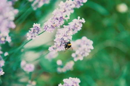 honey bee on a flowering lavender. Banner background with bees and flowers, honey production and spring concept.の写真素材