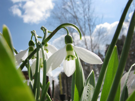 snowdrop Galanthus , gentle white snowdrop flowers growth in snow. Beautiful spring natural background. early spring season concept.の写真素材