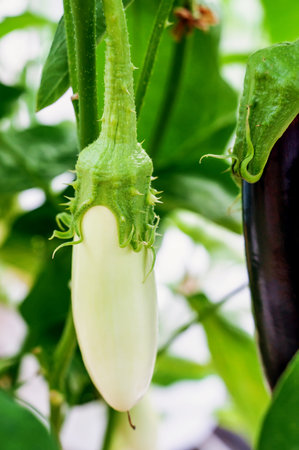 White eggplant grows in a bed in the greenhouse. A variety of eggplant varieties.の写真素材