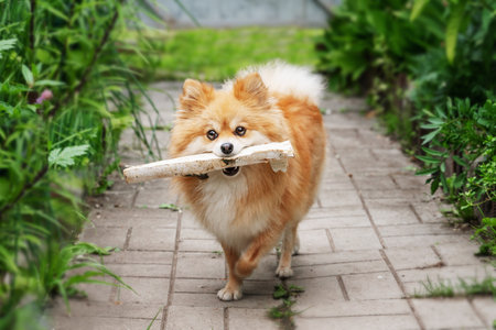 Young Red Puppy Pomeranian Spitz Puppy Dog Play Outdoor In Summer Grass. Pomeranian Spitz At Summer Sunny Day. Summer Season.の写真素材