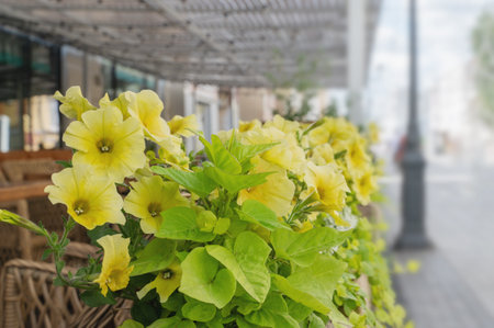 Orange and yellow petunias blooming in a flower pot on a downtown street. Greening city streets with...
