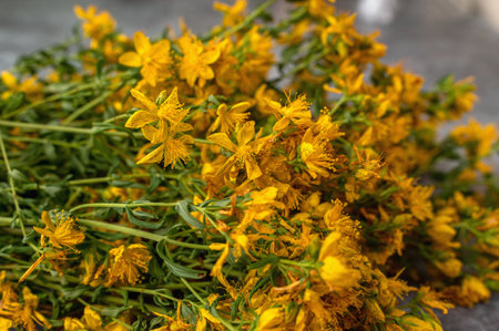 medicinal herb St. John's wort is prepared for drying. twigs and dried flowers of St. John's wort on a gray background.の写真素材