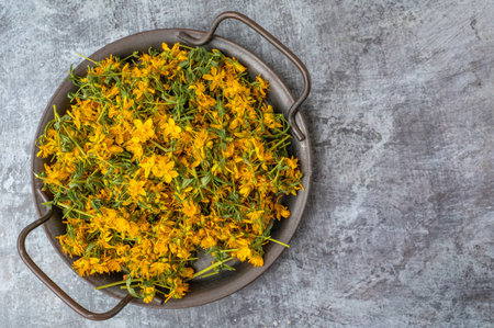 medicinal herb St. John's wort is prepared for drying. twigs and dry flowers of St. John's wort lie...
