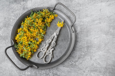 medicinal herb St. John's wort is prepared for drying. twigs and dried flowers of St. John's wort, Top view, flat lay, copy space.の写真素材