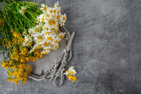 Chamomile apothecary and St. John's wort herb on a metal tray with antique scissors. Medicinal herbs are ready for drying. Preparation of herbs for tea. Copy spaceの写真素材