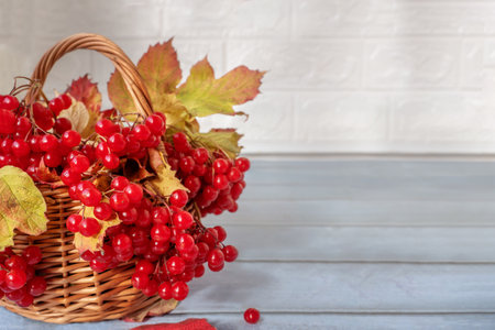 Viburnum bunches in a basket. Red viburnum berries, bright autumn berries in a woven willow basket on a light background. Copy space.の写真素材