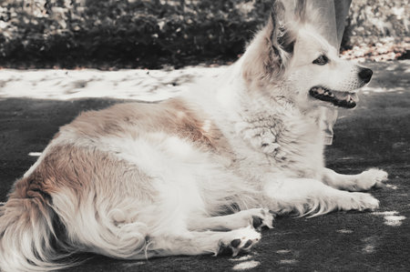 Red mongrel dog. Homeless animal. A furry pet. A guardian of the house. A friend of man. A medium-sized dog. Wild animal. Dog education. Friendly animal.の写真素材