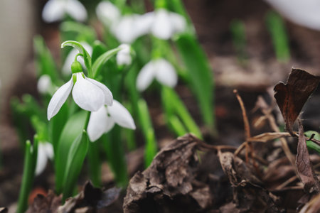 snowdrops. View of the spring flowers in the park. New fresh snowdrop blossom on beautiful morning with sunlight. Wildflowers in nature.の写真素材