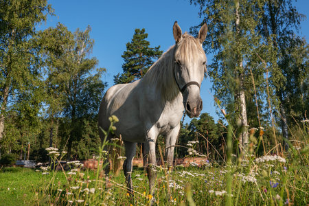 A gray horse grazing in a pasture on an early summer morning. Farming, breeding horses.の写真素材