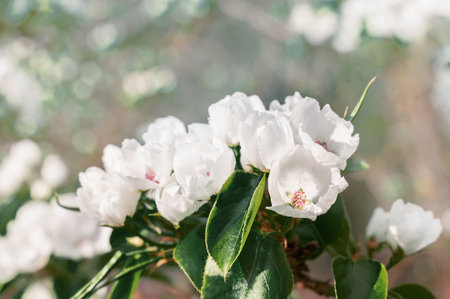 pear flowers. blooming tree in the garden. white delicate flowers and green and young leaves. Branches of flowering pears on a green background. close-up pear. Copy spaceの写真素材