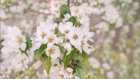 Selective focus high quality photo of an apple tree blooming against a blurred natural background.
