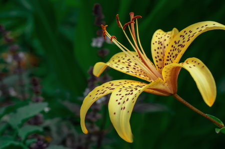 Yellow tiger lily in bloom in garden. Tiger lilies in garden. Lilium lancifolium. Yellow lily flower. Copy spaceの写真素材