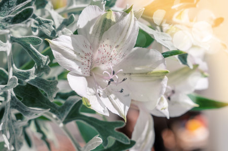 Delicate bouquet of alstroemeria and cinneraria. A romantic gift for Mother's Day, Valentine's Day...