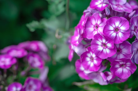 Close-up of purple phlox with white center. phlox paniculata Hereford.