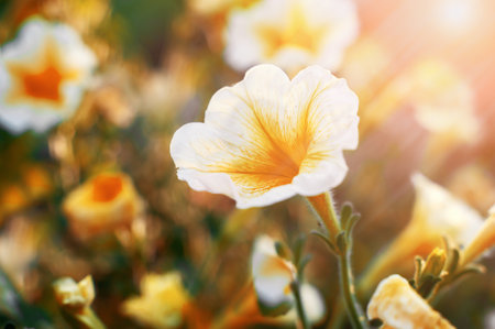 yellow petunia. Petunia Atkinsiana or common garden petunia is bright yellow in color and very beautiful in spring. Spring time, spring season.の写真素材