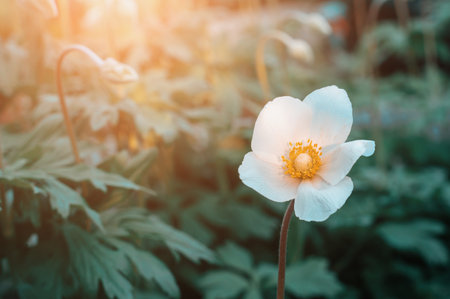 Anemone flowers. Close-up spring and autumn flowers on the pastel background. Copy space.の写真素材